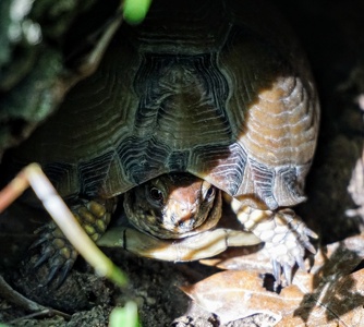 Cherokee African American Cemetery