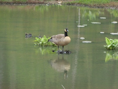 Doll's Head Trail, Atlanta